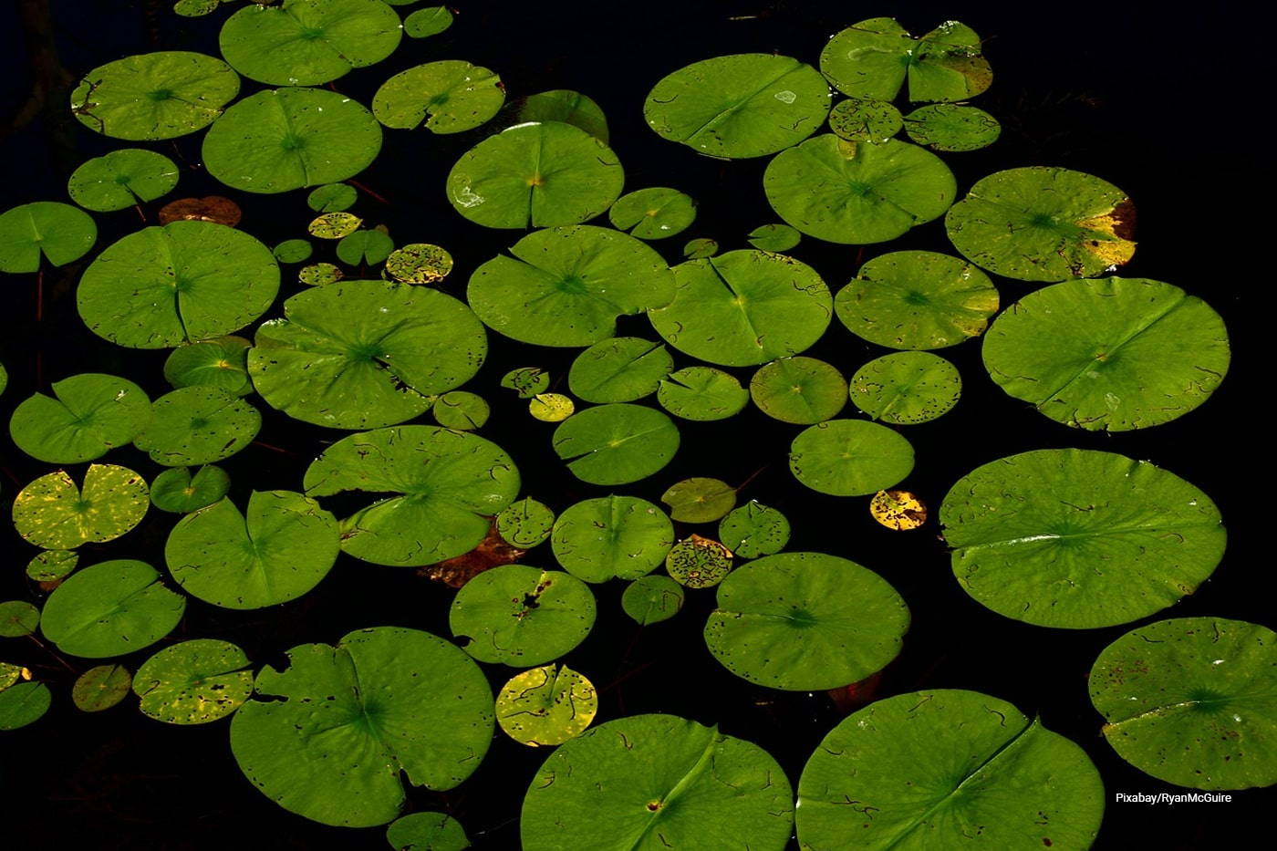 10 Essential Aquatic Plants for a Thriving Pond Ecosystem