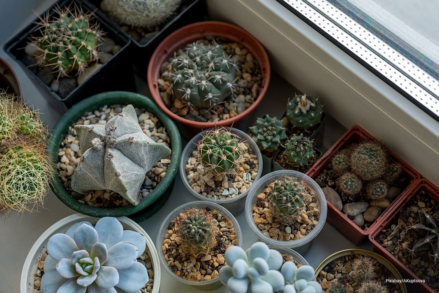indoor cacti plant