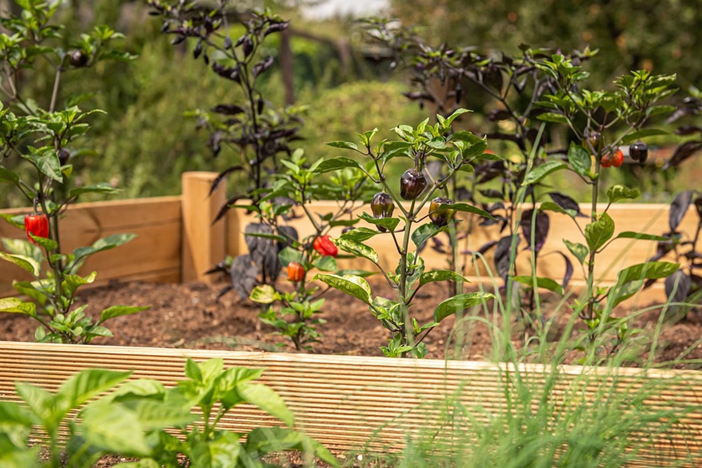 raised bed with vegetables growing