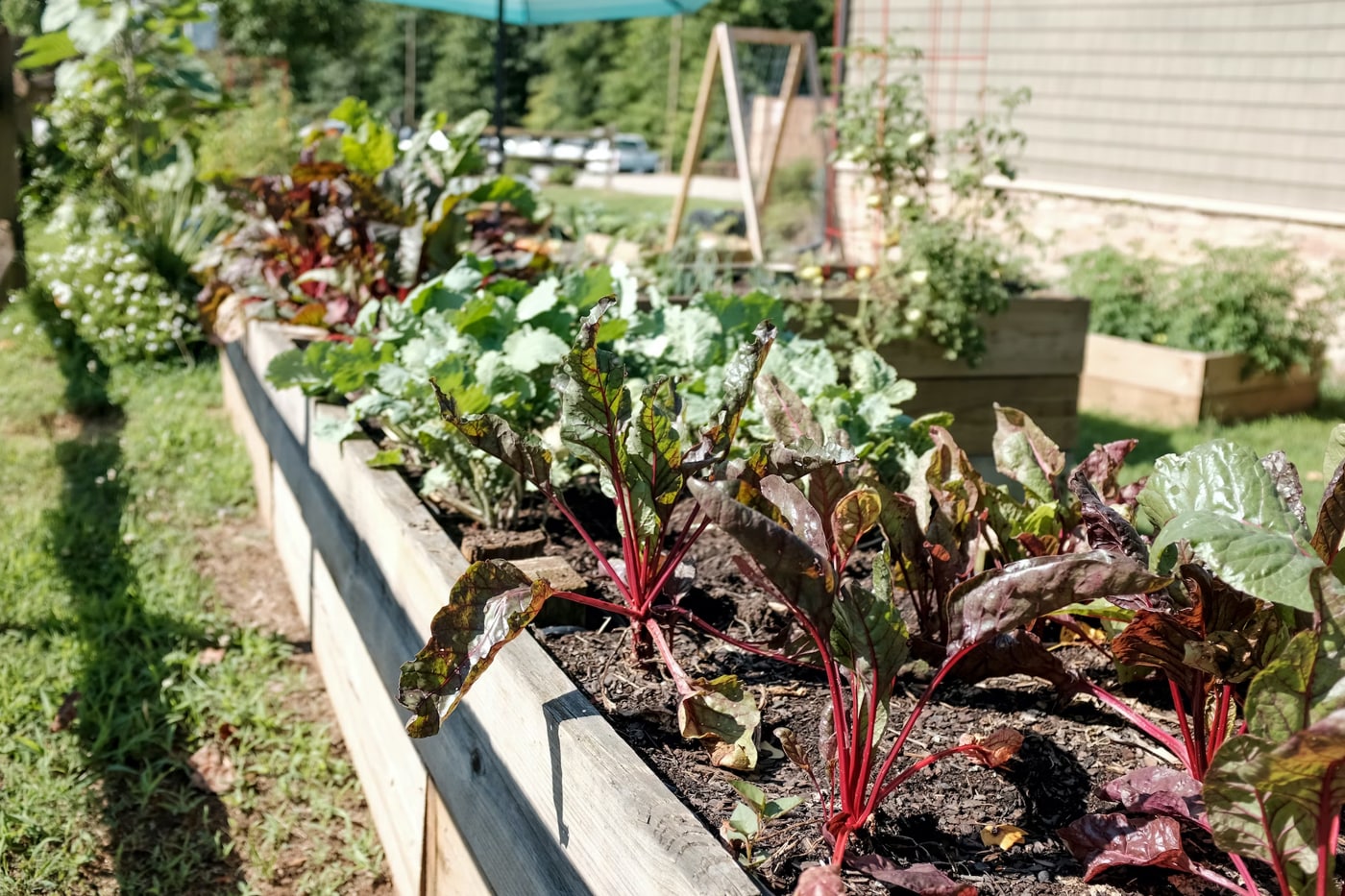 vegetables grows on raised bed
