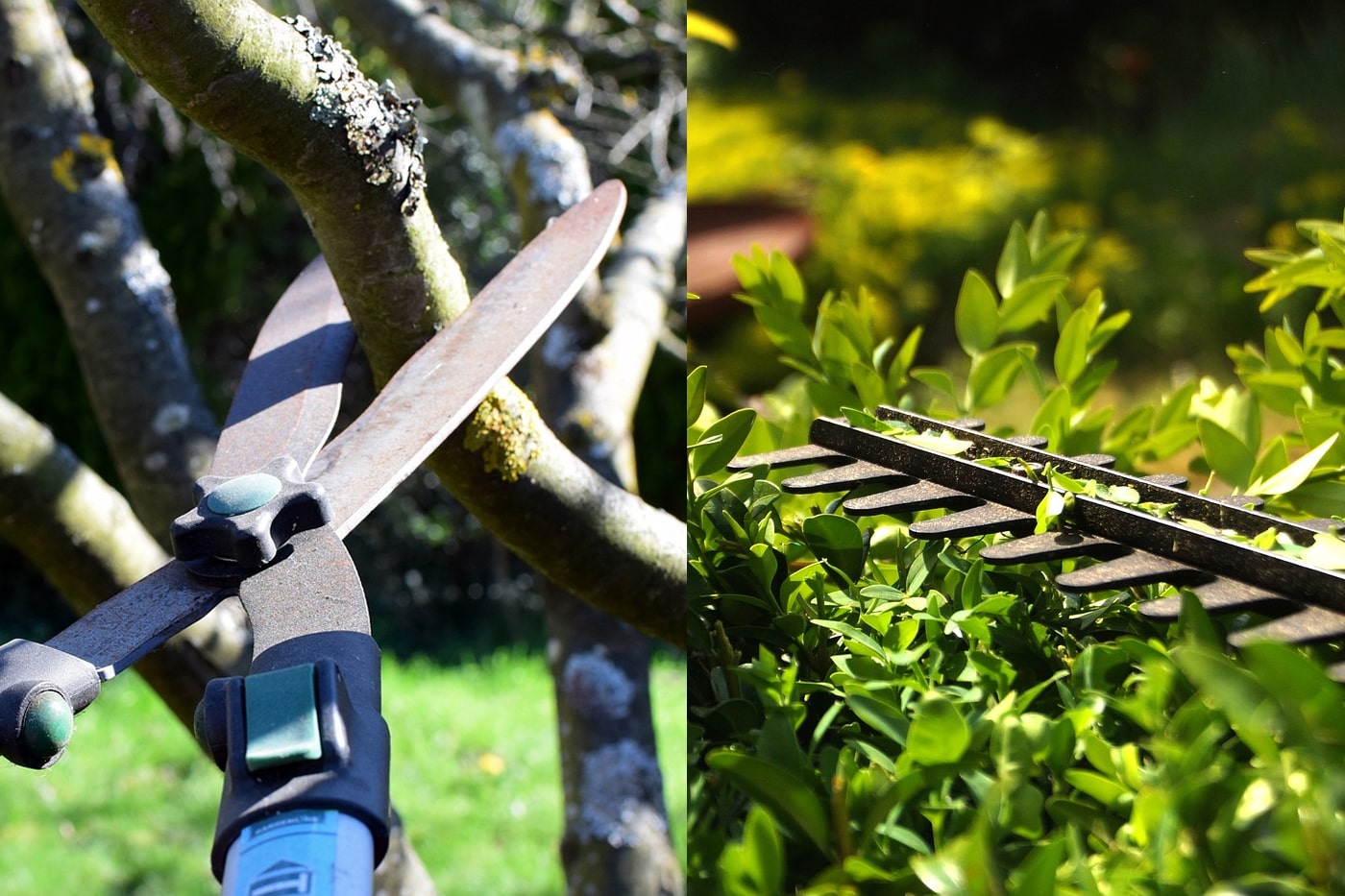 hedge shears and electric hedge trimmer