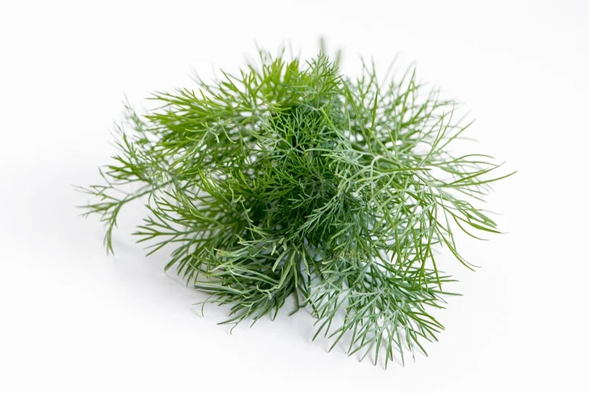 Herb Starter Kit: Growing Dill from Seed