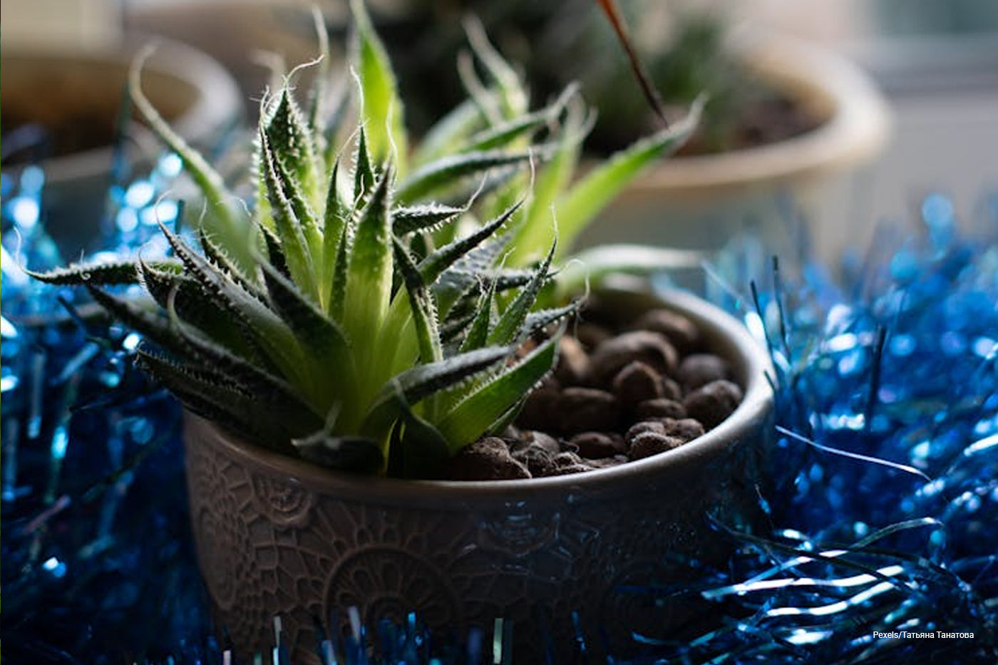 potted plants surrounded by christmas ornament