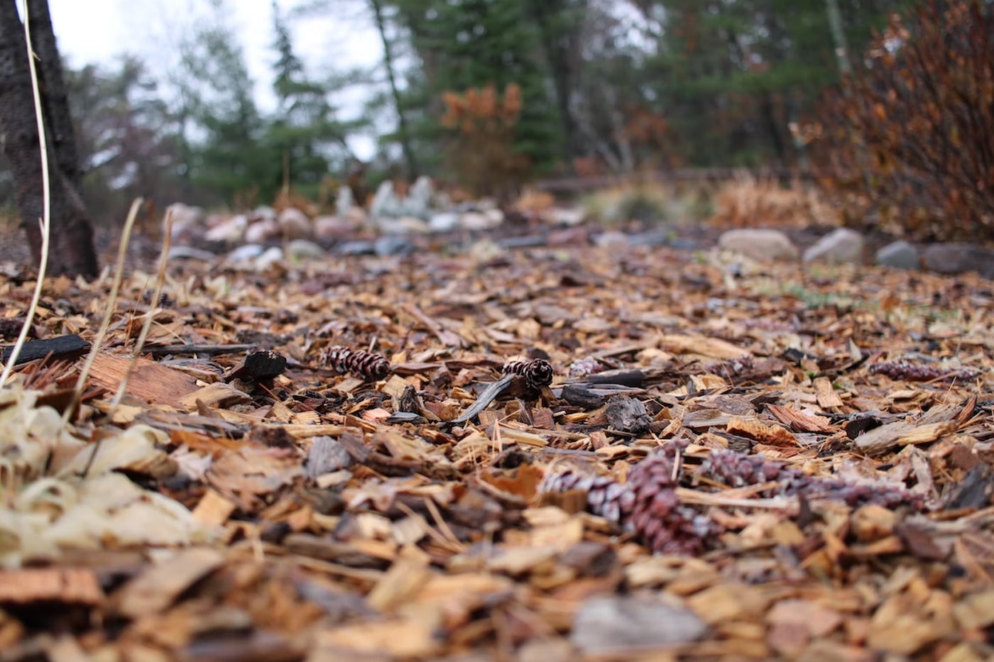 Mulching 101: How To Determine the Amount of Mulch You Need
