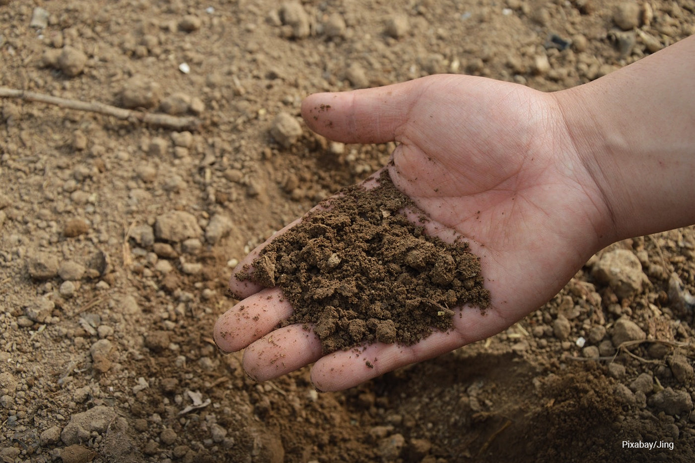 soil in hands