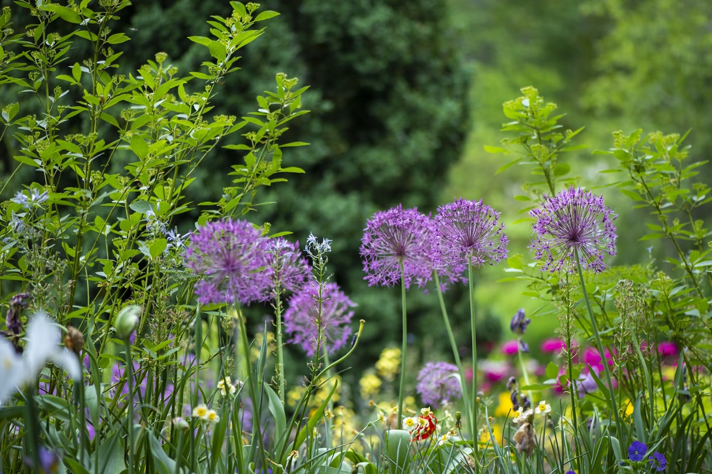 Seasonal Flower Garden Ideas in Creating a Colorful Blooming Garden