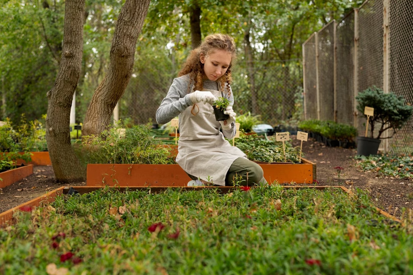 young woman putting plants on her raised beds