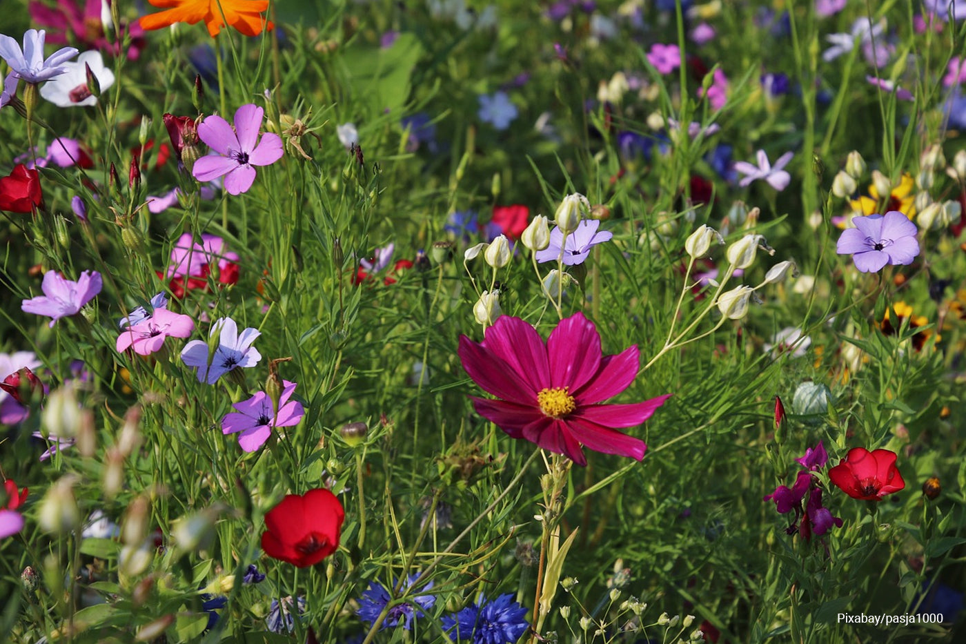 Close up flowers garden