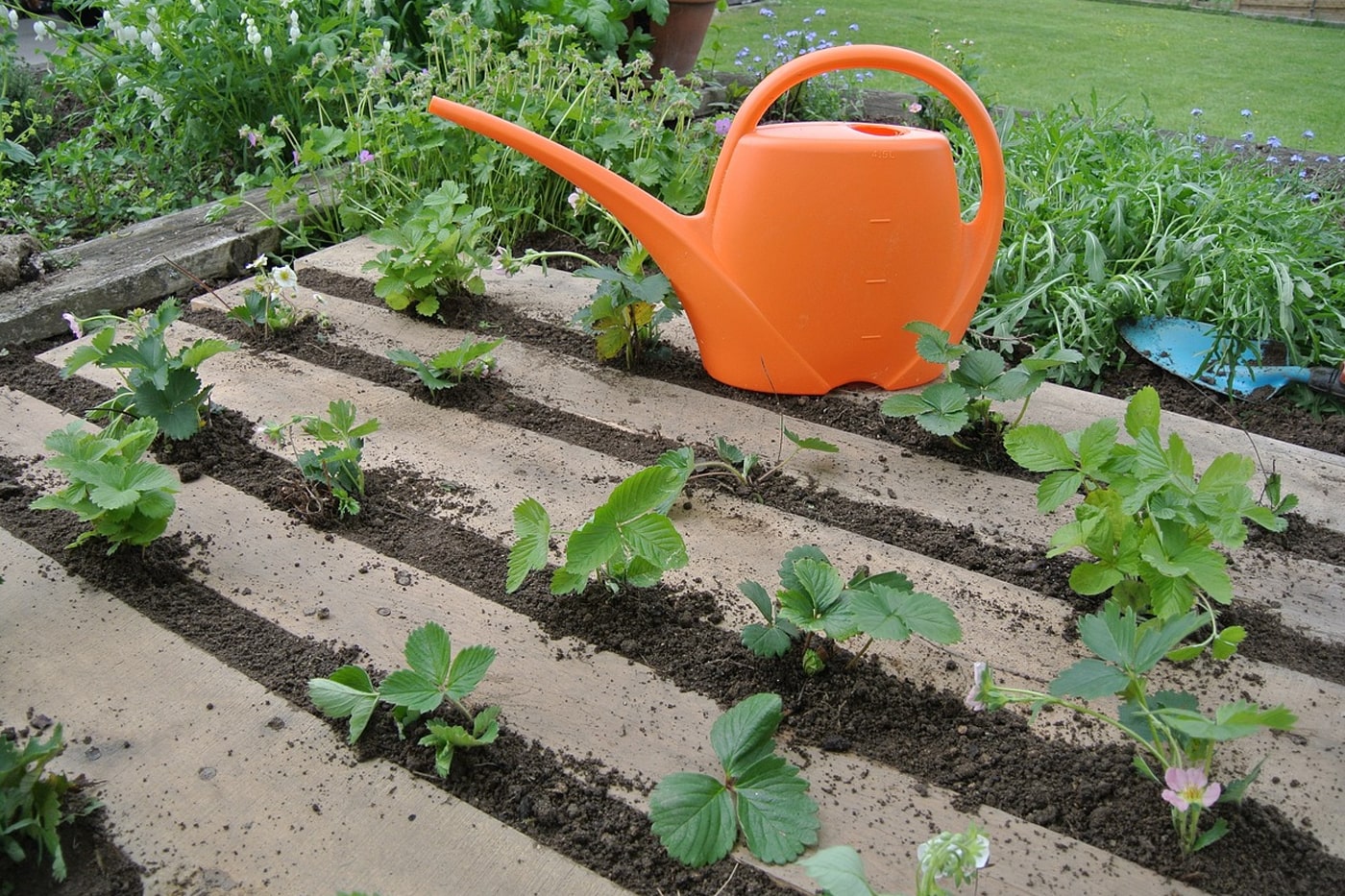 garden vegetable using pallet and garden watering kettle