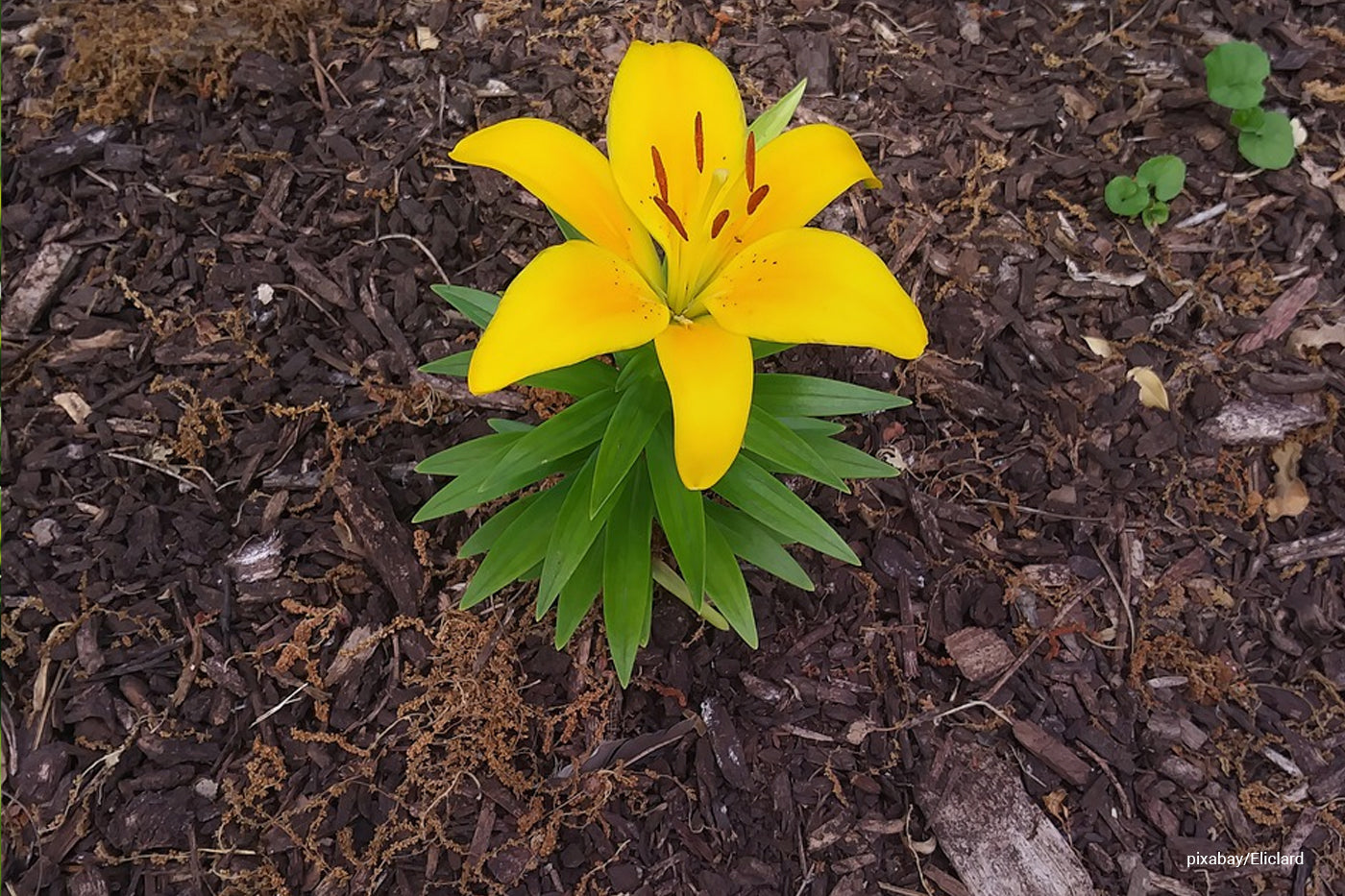 flower surrounded by mulch 