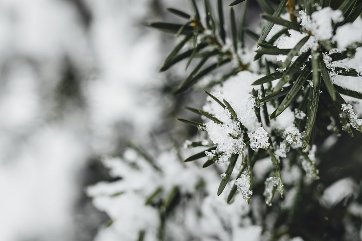 A plant with snows in its leaves