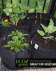 Ecogardener grow bags in the patio